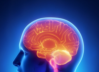 10 Facts About The Brain That Are Not True