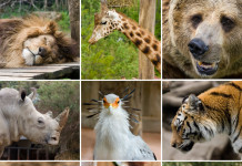 Top 10 Best Zoos In The World 10. Zoo Praha, Prague, Czech Republic