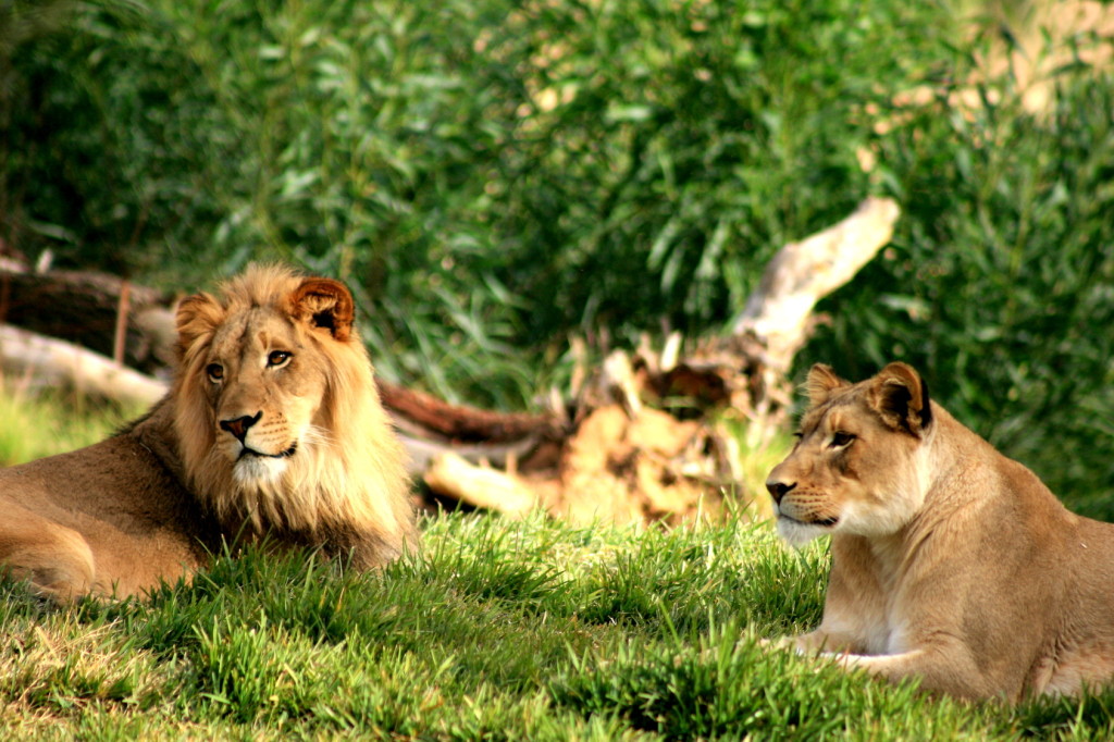 pride of lions