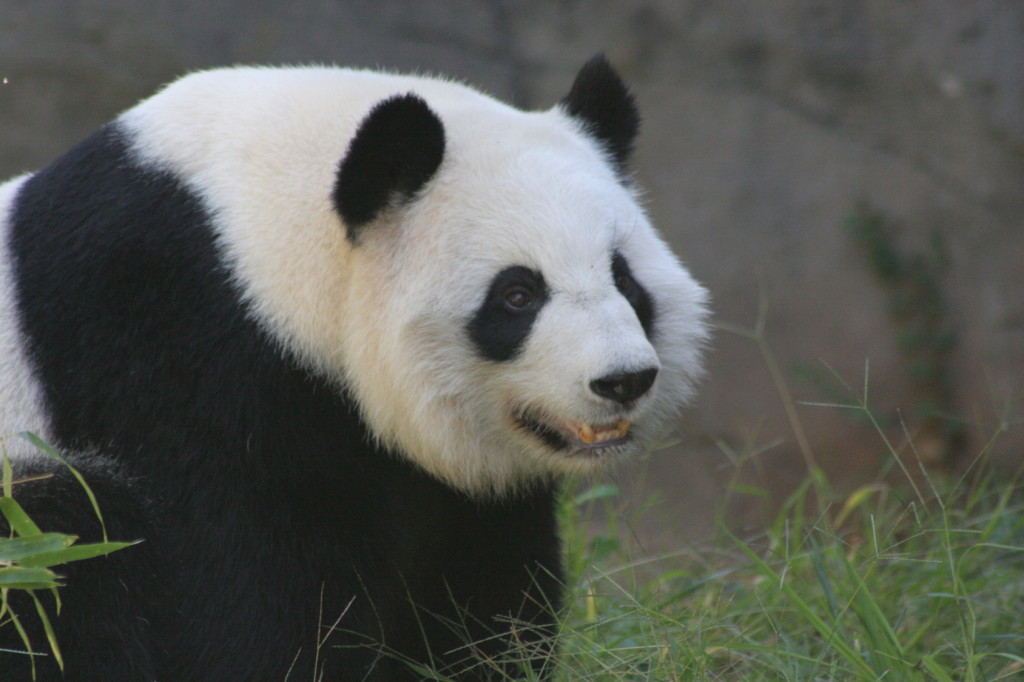panda17