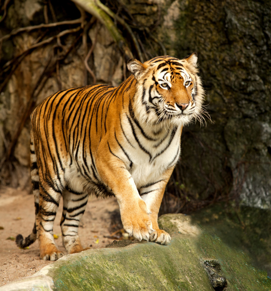 Portrait of a Royal Bengal tiger
