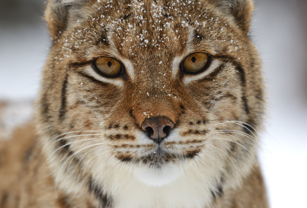 Winter Lynx