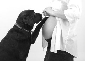 Dogs Ultimate Best Friend Shows His Loyalty By Not Letting Man Touch Pregnant Mom’s Belly