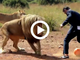 Watch This Amazing Guy Playing Football With Wild Lions