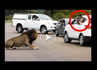 Unbelievable Moment As Lion Opens Car Door