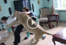 Why is the Lion Called the King Of the Jungle ?