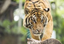 3 Reasons You Shouldn’t Keep Wild Animals as Pets