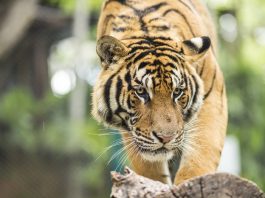 3 Reasons You Shouldn’t Keep Wild Animals as Pets