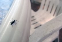 10 Ways to Get Rid of Ants