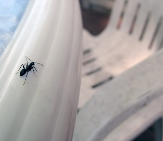 10 Ways to Get Rid of Ants